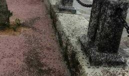 湛江赤坎最新新闻爆料,最新爆料揭示惊人真相